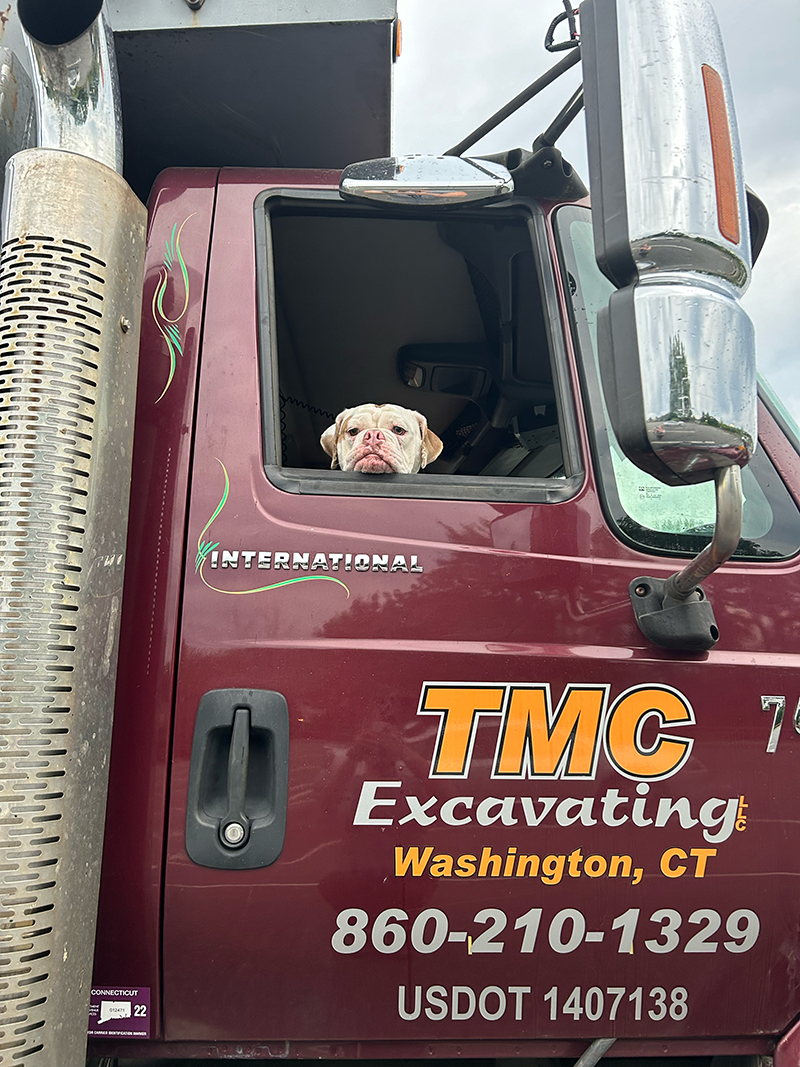 dog in truck